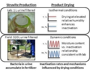 Bacteria Inactivation during the Drying of Struvite Fertilizers Produced from Stored Urine